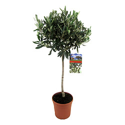 Plant in a Box Olea Europaea - Olivier rustique sur tige - Pot 21cm - Hauteur 90-100cm