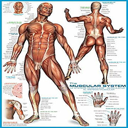 Puzzle du systAme musculaire Eurographics (1000 piAces) (6000-2015)