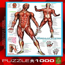 Acheter Puzzle du systAme musculaire Eurographics (1000 piAces) (6000-2015)