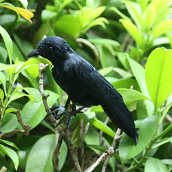 Oiseau artificiel Crow de plumes