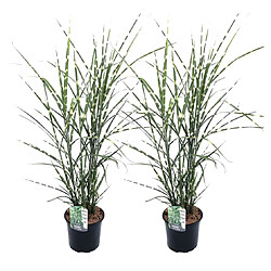 Plant in a Box Miscanthus Zebrinus - Herbe ornementale - Set de 2 - Pot 23cm - Hauteur 20-30cm