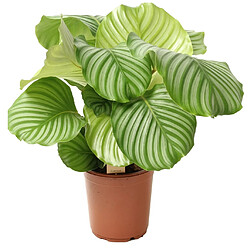 Plant in a Box Calathea Orbifolia - Plante paon - Pot 21cm - Hauteur 55-60cm