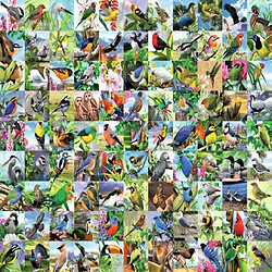 Puzzle 2D Large format: 99 Delightful birds 300 elements