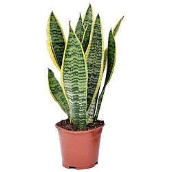 Plant in a Box Sansevieria Laurentii - Langue de belle-mère - 12cm - Hauteur 30-40cm