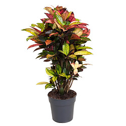 Plant in a Box Codiaeum variegatum 'Mrs. Iceton' - Pot 27cm - Hauteur 110-120cm