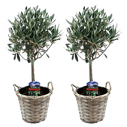 Plant in a Box Olea Europaea - Set de 2 - d'olivier dans un panier - Pot 14cm - Hauteur 50-60cm