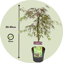 Plant in a Box Acer palmatum 'Inaba-shidare' - Érable japonais - Pot 13cm - Hauteur 30-40cm