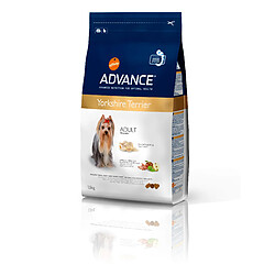 Affinity Advance Chien Race Yorkshire 