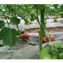 100x jardin plante tomate treillis Clips, plante vigne Clips plante Support pour légumes tomates concombres poivrons fleurs à pousser droit