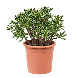 Plant in a Box Crassula ovata 'Hobbit' XL - Plante d'intérieur - Succulente - 30cm - H55-60cm