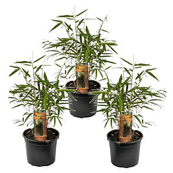 Plant in a Box Fargesia Asian - Set de 3 - Bambou non cultivé - Pot 13cm - Hauteur 25-40cm