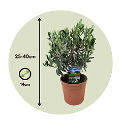 Plant in a Box Olea Europaea - Set de 2 - Buisson d'olivier - Pot 14cm - Hauteur 25-40cm