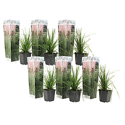 Plant in a Box Cortaderia selloana - Set de 6 - La pampa - Rose - Pot 9cm - Hauteur 25-40cm