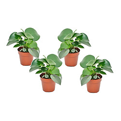 Plant in a Box Peperomia Raindrop - Set de 4 - Pot 12cm - Hauteur 20-30cm