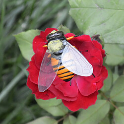 réaliste insecte animal pot cintre réfrigérateur aimant jardin décor abeille pas cher