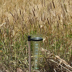 Jauge de pluie de jardin simple