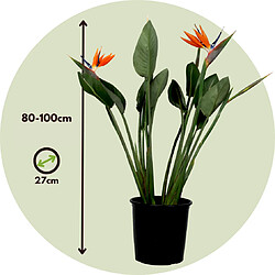 Plant in a Box Strelitzia Reginea - Plante oiseau du paradis - 27cm - Hauteur 80-100cm