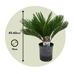 Plant in a Box Cycas Revoluta - Set de 4 - Fern Palm - Pot 15cm - Hauteur 45-60cm