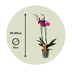 Plant in a Box Phalaenopsis - Orchidée Pourpre - Pot 12cm - Hauteur 50-60cm