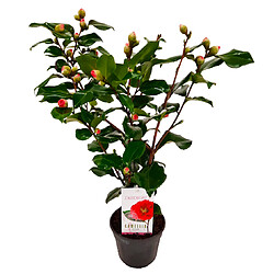 Plant in a Box Camellia japonica 'Dr. King' - Rose japonaise - Pot 15cm - Hauteur 50-60cm