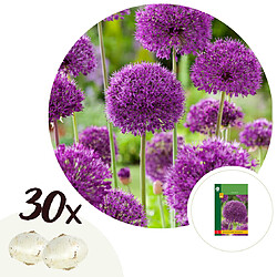 Plant in a Box Allium Purple Sensation - 30x Alium bulbes - Oignons résistants au froid 