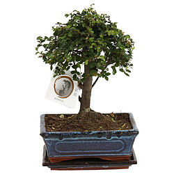 Plant in a Box Bonsaï 'Zelkova' - forme sphérique - 15cm - Hauteur 25–35cm 