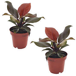 Plant in a Box Philodendron 'Lumière du soleil' - Set de 2 - Pot 12cm - Hauteur 20-30cm