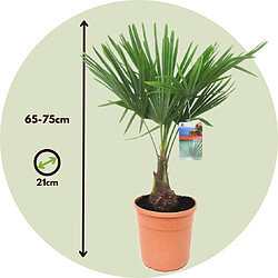 Plant in a Box Trachycarpus Fortunei - Palmier éventail - Pot 21cm - Hauteur 65-75cm