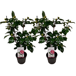 Plant in a Box Camellia japonica 'Bonomiana' - Set de 2 - Rose - Pot 15cm - Hauteur 50-60cm 