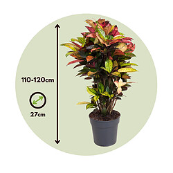 Plant in a Box Codiaeum variegatum 'Mrs. Iceton' - Pot 27cm - Hauteur 110-120cm