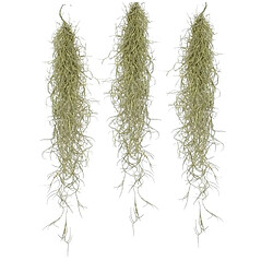 Plant in a Box Tillandsia Usneoides 'Mousse espagnole' - Set de 3 - Hauteur 25-40cm