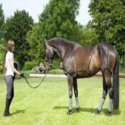 Atma United Sportproducts Germany USG - 5351 - Longe de dressage - Pur-sang / Poney