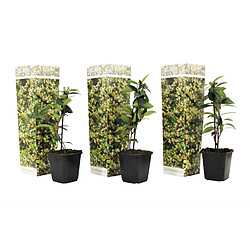 Plant in a Box Jasmin de Toscane - Set de 3 - Jaune - Pot 9cm - Hauteur 25-40cm 