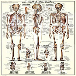 Eurographics Skeletal System (graphique) Puzzle (1000 piAces) (6000-3970)