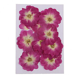 Fleurs séchées pressées ornements naturels 2X 12 Pièces Naturelles Vraies Fleurs Séchées Rose Chinoise pour Ornement Bricolage Violet