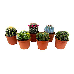 Plant in a Box Mini Cactus - Mélange de 6 Pièces - Pot 5.5cm - Hauteur 5-10cm 