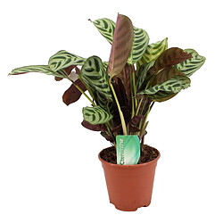 Plant in a Box Ctenanthe 'Maranta' - Burle marxii - 14cm - Hauteur 30-40cm