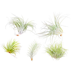 Plant in a Box Tillandsia mélange de plantes - Set de 5 - Plantes aériennes - Hauteur 5-15cm