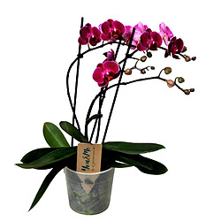 Plant in a Box Phalaenopsis Multiflora - Orchidée Pourpre - Pot 12cm - Hauteur 35-45cm