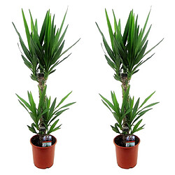 Plant in a Box Yucca Elephantipes - Set de 2 - Palmier d'ambiance - 17cm - Hauteur 70-80cm