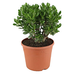 Plant in a Box Crassula ovata 'Minor' XL - Plante d'intérieur - Succulente - 30cm - H60-65cm