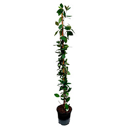 Plant in a Box Lonicera x Heckrotti 'Beauté américaine' - Pot 17cm - Hauteur 110-120cm