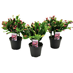 Plant in a Box Schlumbergera Tricolor - Set de 3 cactus de Noël - Pot 9cm - Hauteur 15-25cm