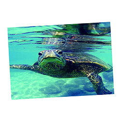 aquarium autocollant simple face arrière-plan autocollant tortue 61x30cm pas cher