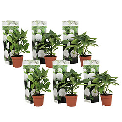 Plant in a Box Hydrangea macrophylla - Blanc - Set de 6 - Hortensia - Pot 9cm - Hauteur 25-40cm 