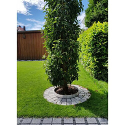 Avis Green-split Anneau d'arbre en alu hauteur 140 mm Diamètre 1,2 m