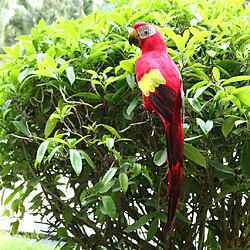 statue jardin exterieur animaux figurine oiseau