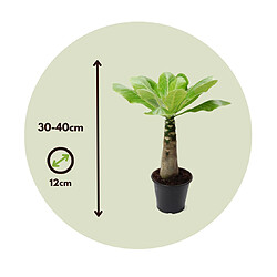 Plant in a Box Brighamia Insignis - Set de 2 - Palmier hawaïen - Pot 12cm - Hauteur 25-35cm