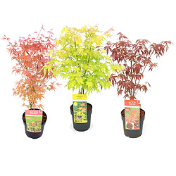 Plant in a Box Acer palmatum - Set de 3 - Erable du Japon - Pot 19cm - Hauteur 60-70cm