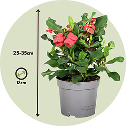 Plant in a Box Euphorbia Milii - Épine du Christ - lot de 2 - Succulente - 13cm - 25-35cm